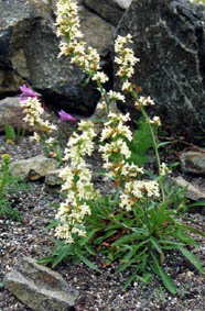 Penstemon confertus